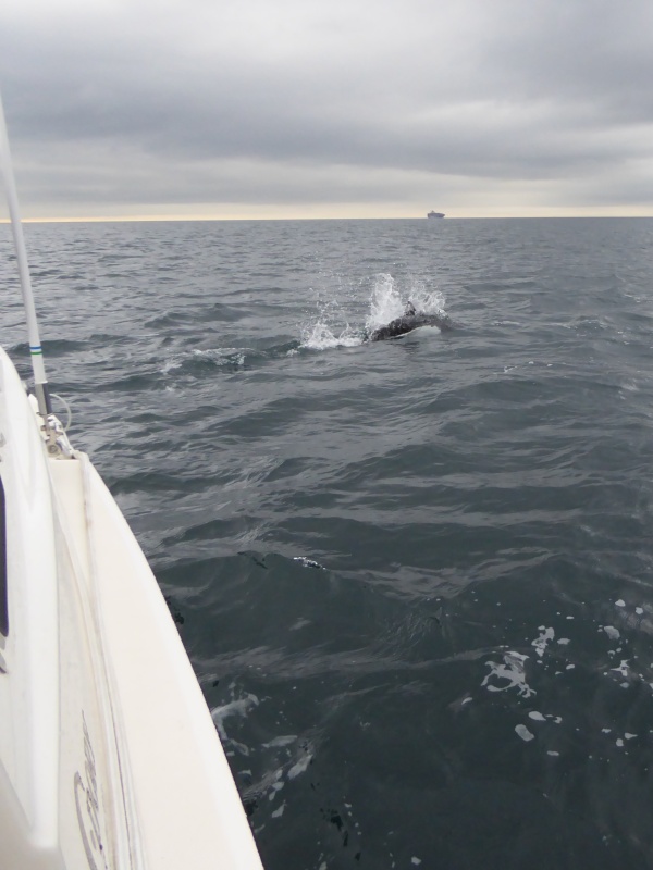 On the West side of San Juan Island I was surrounded by 50+ Pacific White Sided Dolphins who played in my bow wake for about an hour!