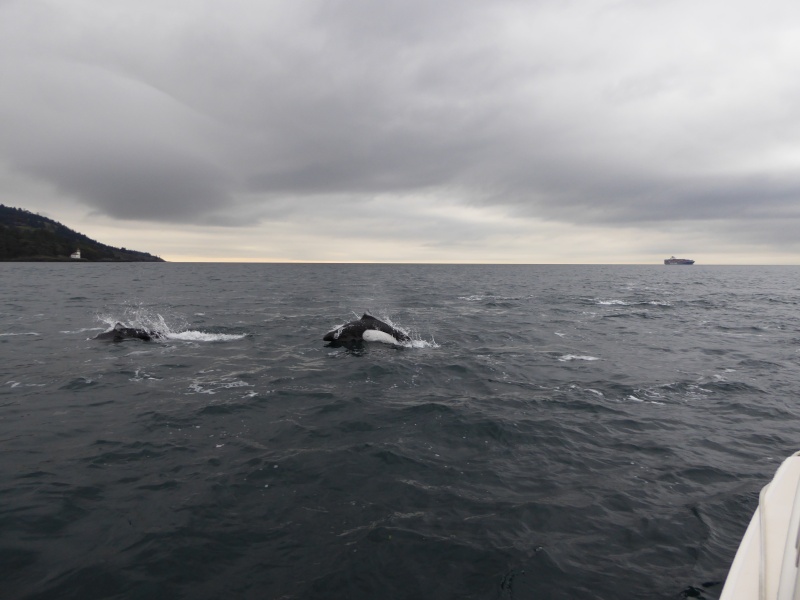 On the West side of San Juan Island I was surrounded by 50+ Pacific White Sided Dolphins who played in my bow wake for about an hour!