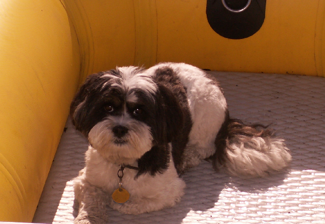 One Dinghy Dog at James Island 6-27-09