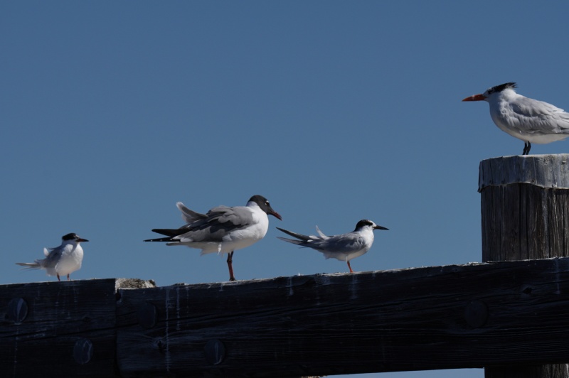 One good Tern.....deserves.....