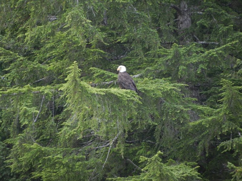One of many bald eagles at Critter Cove.  We commented that Eagles were like Crows up there.