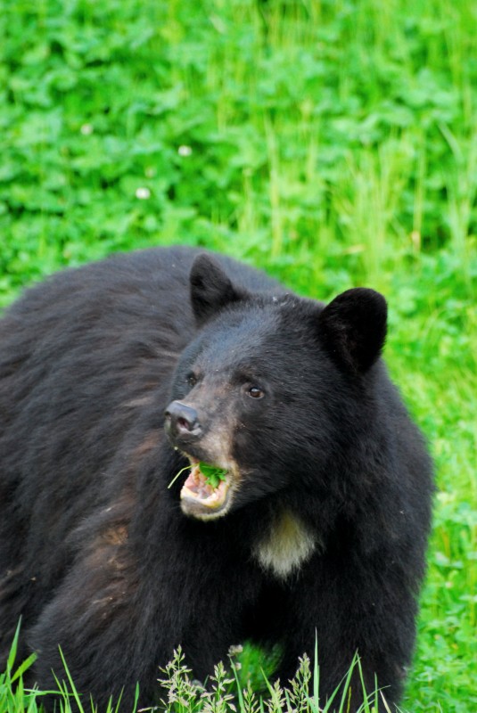 One of the four black bears we saw in Whistler