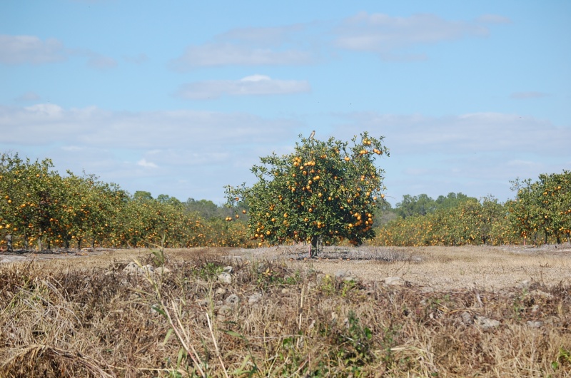 Orange Groves along the way