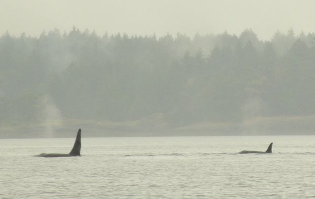 Orca 2