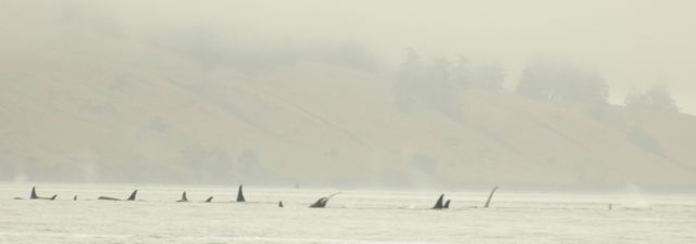 Orca 3