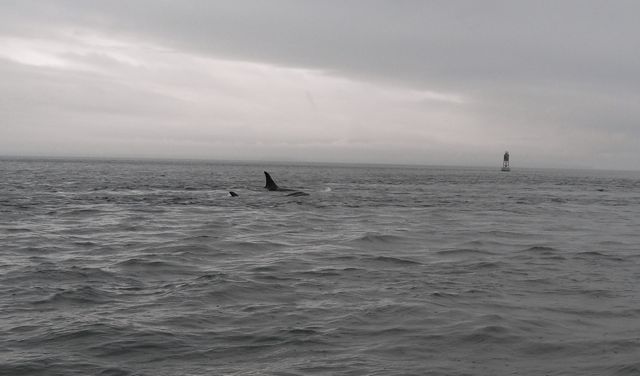 Orca 5