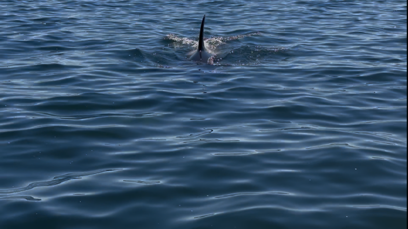 Orca Approaching