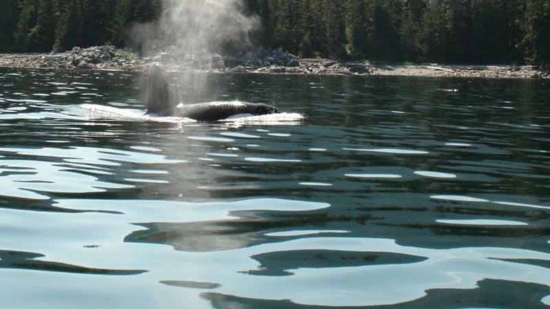 Orca Chatham Strait.  Saw four different pods this year