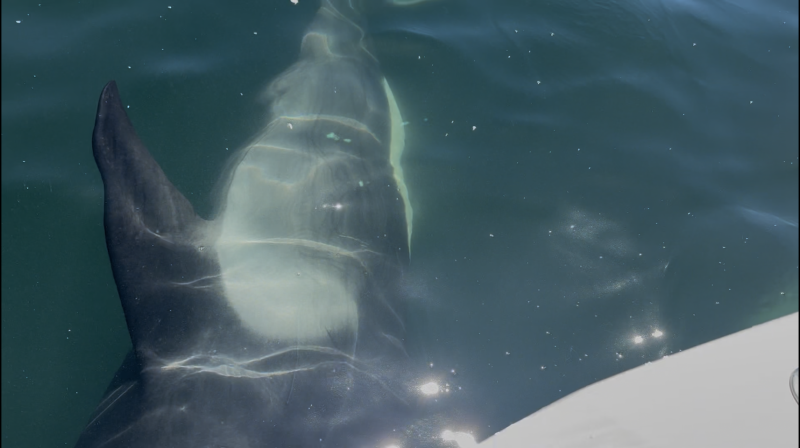 Orca Going Under