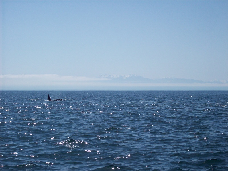 Orca in Haro Strait