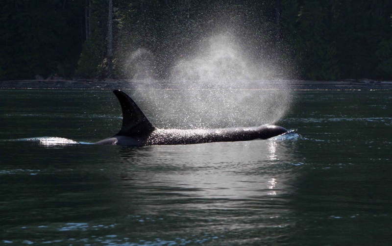 Orca Johnson Straits