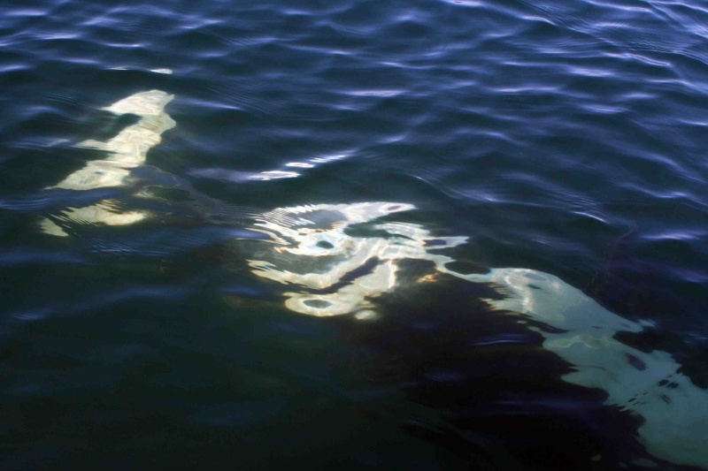 Orca under Sea Wolf