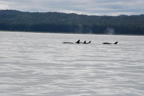 Orca Whales, North Kupreanof Island