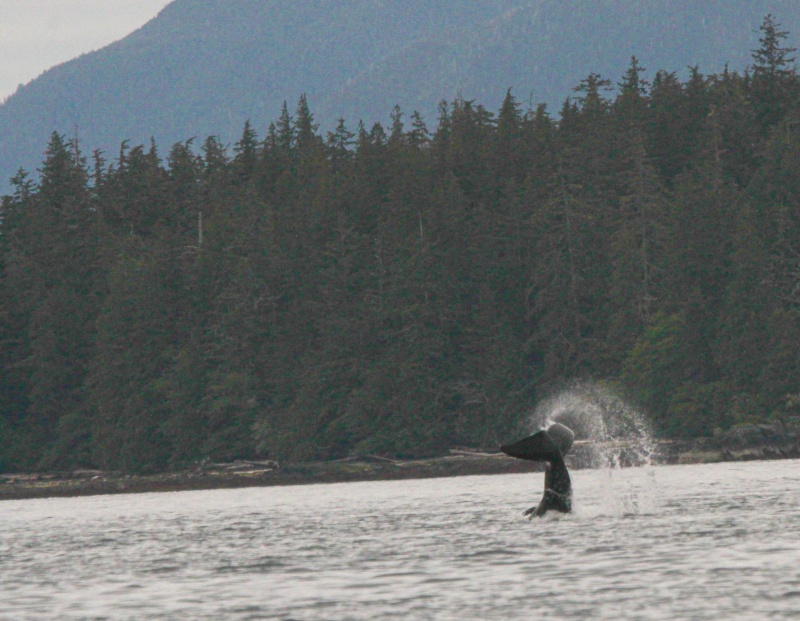 Orca