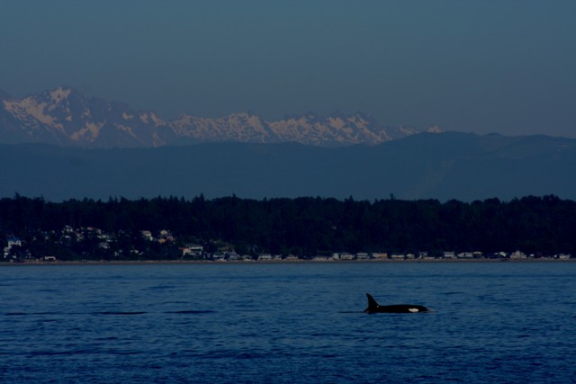 orca06