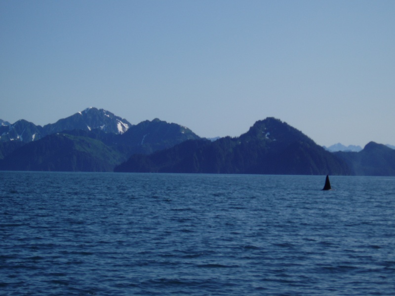 Orcas in Iailik Bay 04'