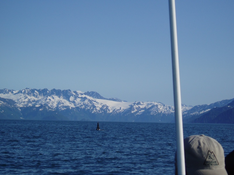 Orcas near Verdant Cove 04'