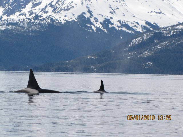 Orcas Port Wells