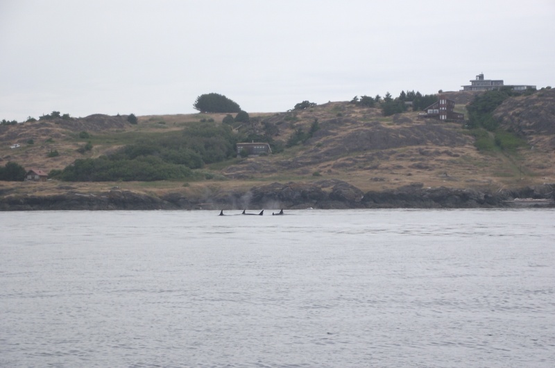 Orcas