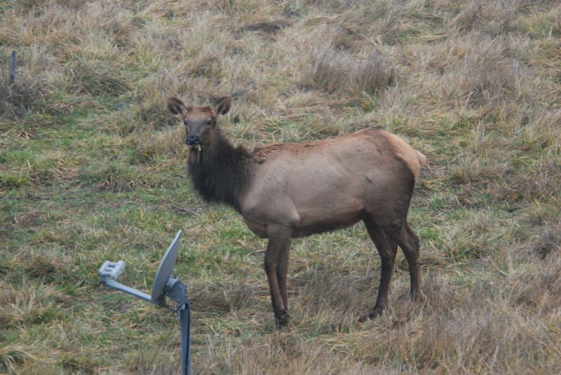 Oregon "Tusked Elk"