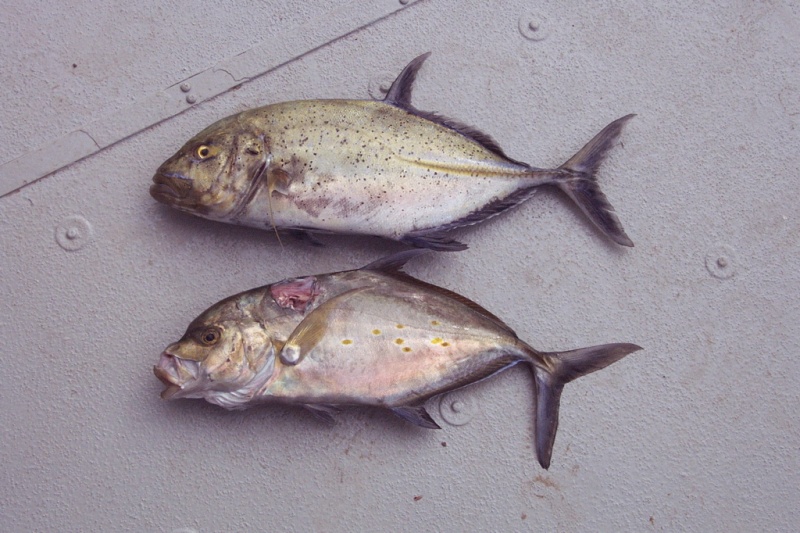 (orfelia) Spear fishing spoils