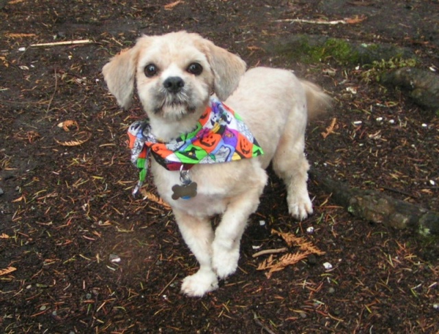Oscar at Sequim 2005