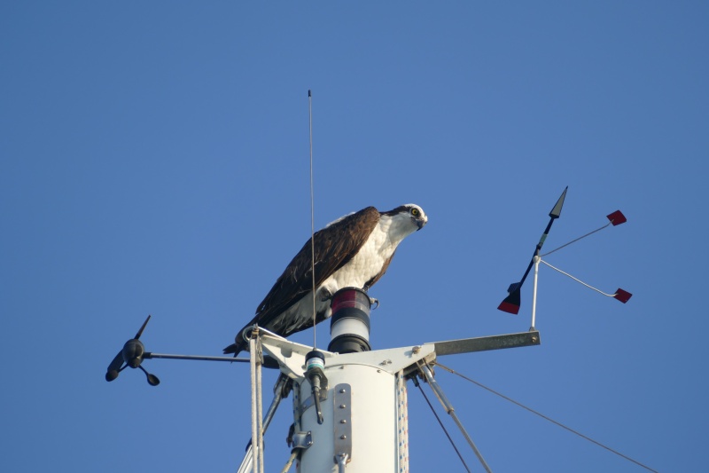Osprey, Calusa Is marina, Goodland, FL just north of the FL 10,000 islands and Everglades