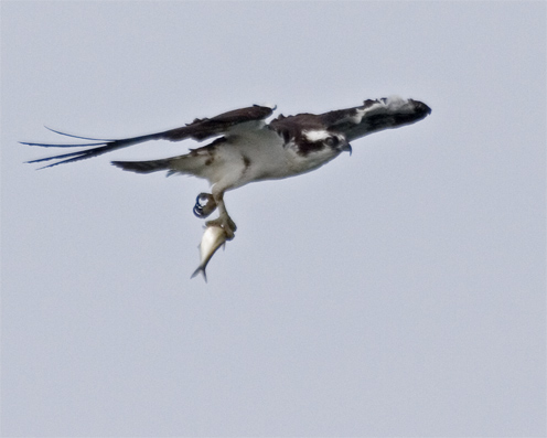 Osprey-fishMG 5847
