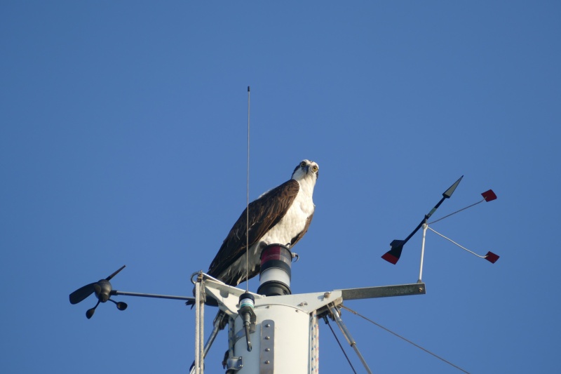 Osprey giving the ol' ESAD look