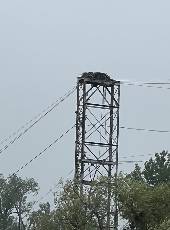 Osprey Nest near Lock 2/3