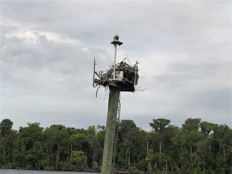 Osprey nesting on one of the day boards