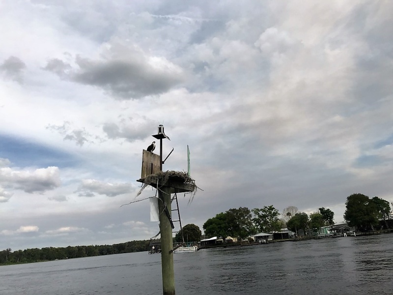 Osprey on Marker