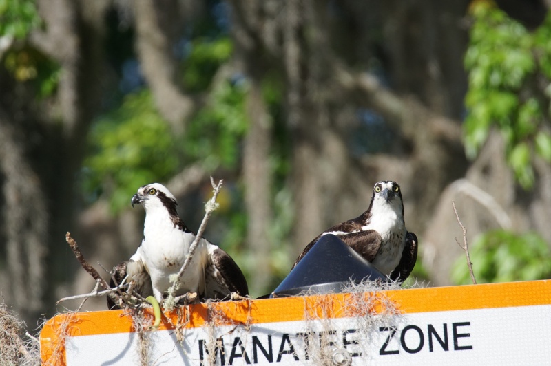 Osprey on the nest