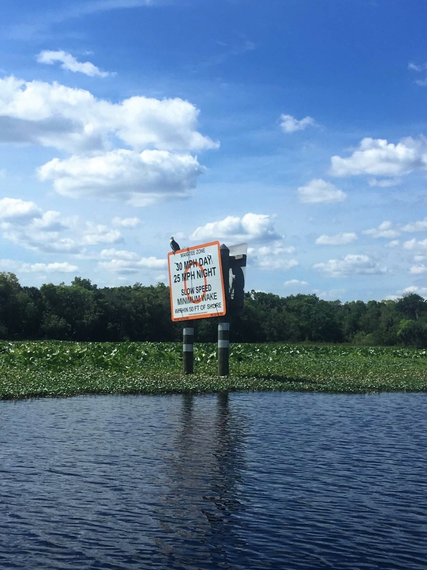 Osprey sitting on the speed limit sign.