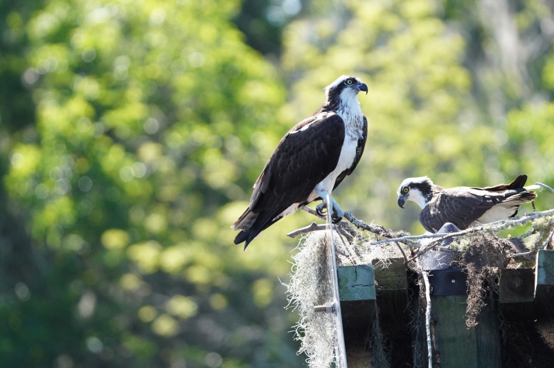 Osprey