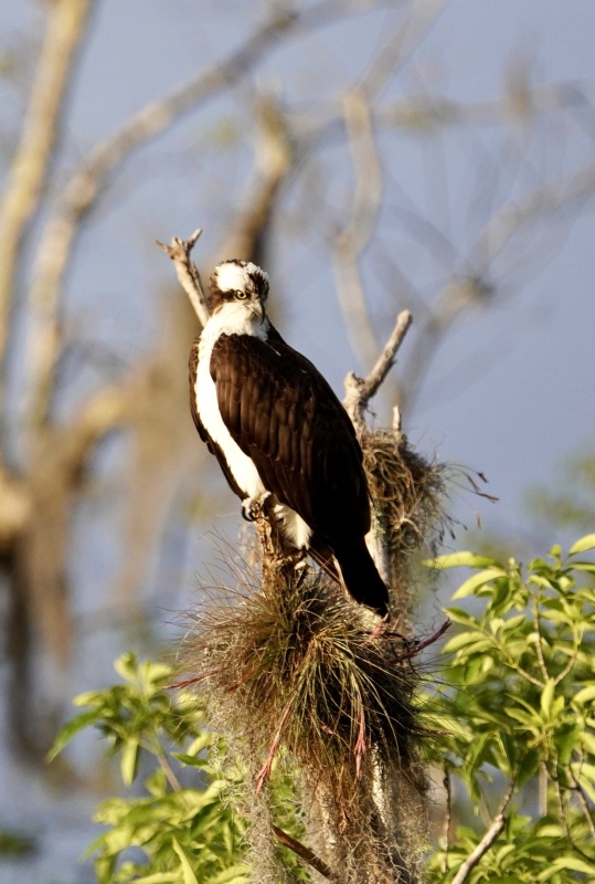 Osprey