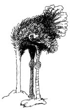 Ostrich