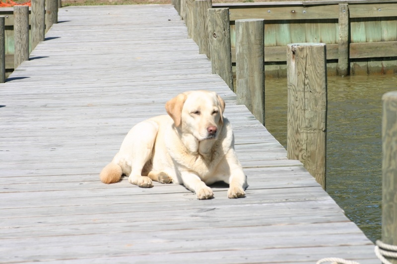 (Otter-BelleHavenMarina) Piper enjoying the pier at Cod Creek