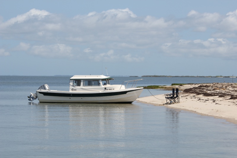 Otter on Tangier Island, Chesapeake Bay