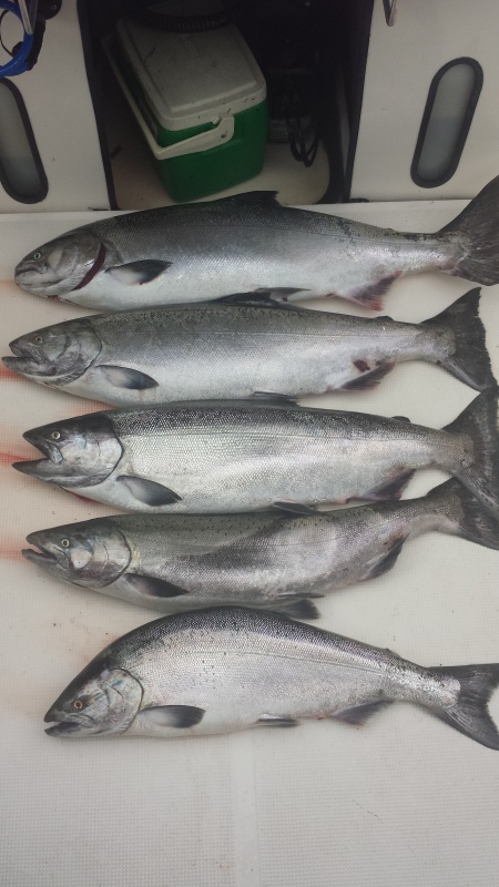 Our best day yet, Thursday we caugh 5 nice springers.  The top 2 were the fish I caught, 21 lbs &  17lbs!  We were on fire!