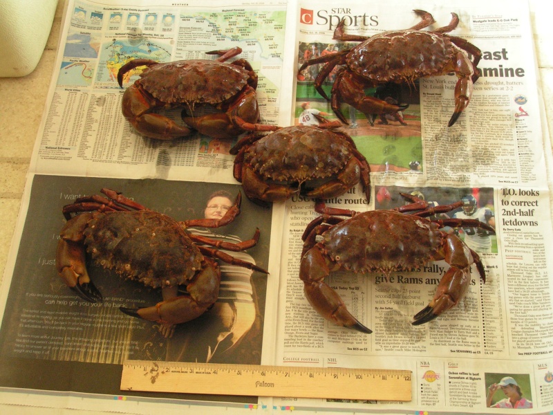 Our first Rock Crabs. Caught with hoop nets 10/20/06 at Channel Islands Marina breakwater.  BTW, they were delicious.