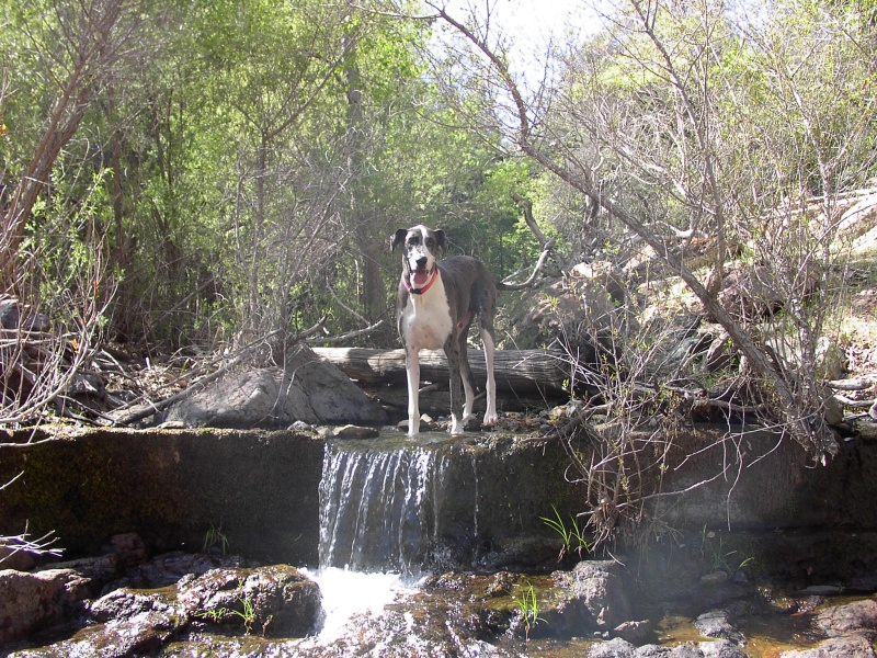 Our Great Dane, Misty, playing in the stream's waterfall.