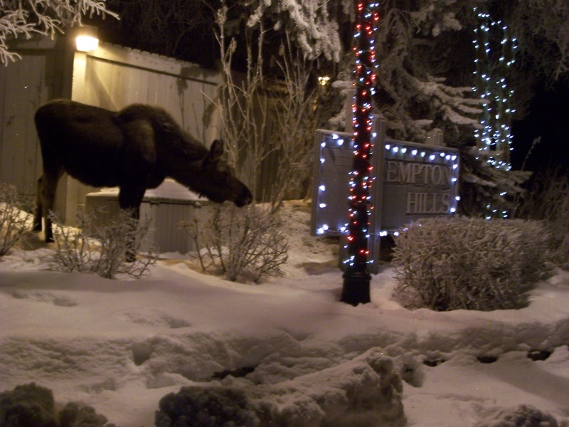 Our neighborhood moose