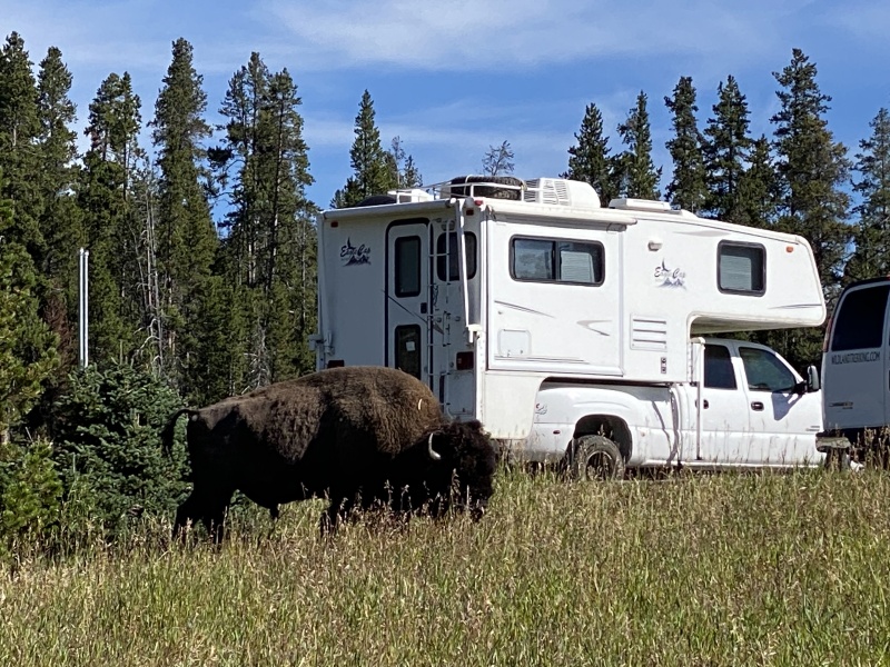 Our truck & camper seems to attract the animals or maybe the grass more scrumptious there