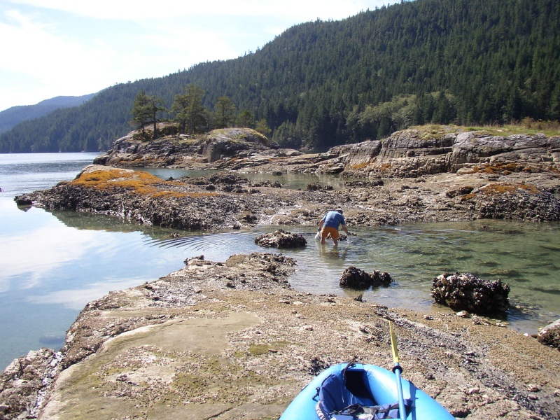 Oyster harvest in Walsh Cove