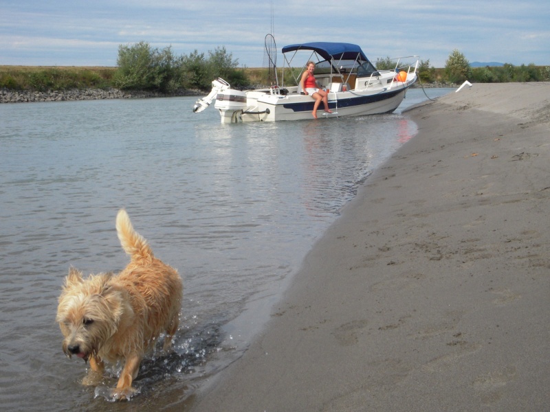 Ozzy on the beach