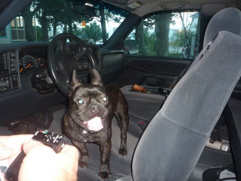 P1030355 On the Island of Ockracoke N.C. this French Bulldog just hopped in my truck he was an absolute stranger. Cute