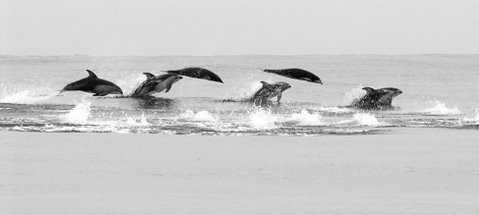 Pacific White sided Dolphins off SF