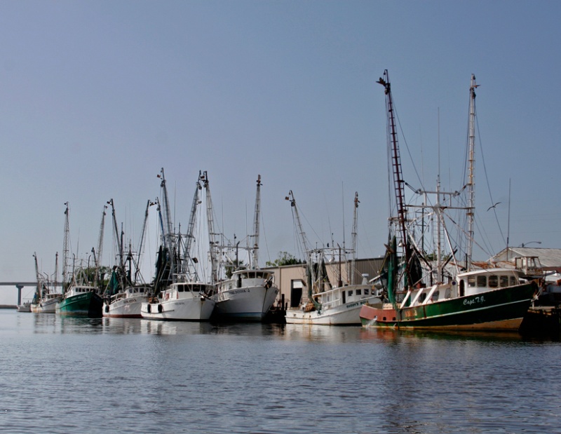 Part of the shrimping fleet on Scipio Creek