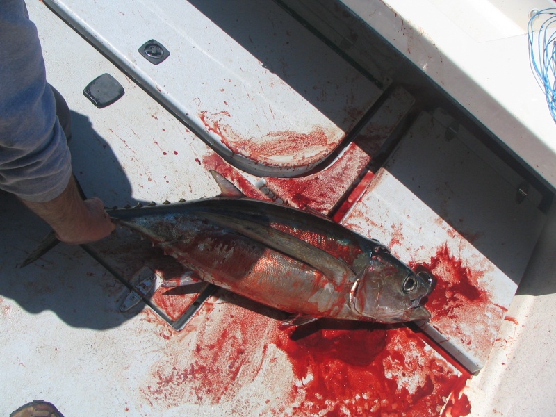 Part of the tuna lore blood on the decks